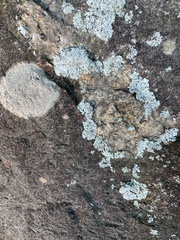 Xanthoparmelia cumberlandia