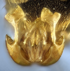 Halictus fulvipes