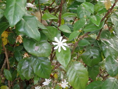 Coffea pseudozanguebariae