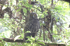 Ninox strenua