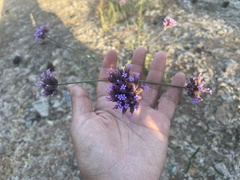 Verbena bonariensis