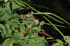 Puccinia coronata