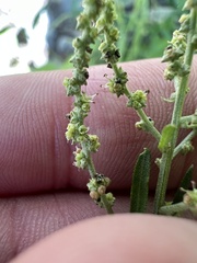 Atriplex patula