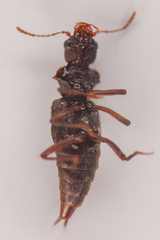 Zalobius spinicollis