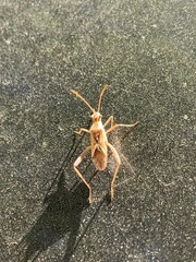 Coreoidea