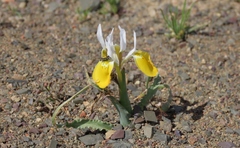 Moraea macronyx