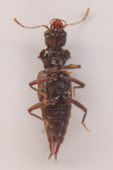 Zalobius spinicollis