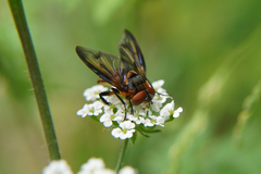 Phasia hemiptera