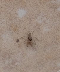 Menemerus bivittatus