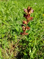 Orobanche