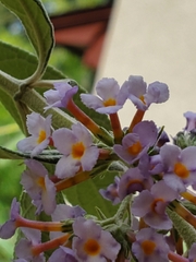 Buddleja davidii