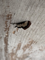 Eudryas unio