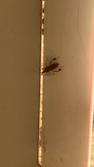 Leptoglossus oppositus