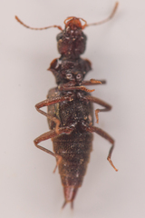 Zalobius spinicollis