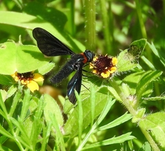 Cyananthrax cyanopterus