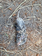 Microtus pennsylvanicus