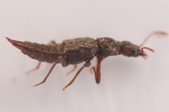 Zalobius spinicollis