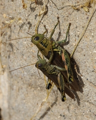 Melanoplus differentialis