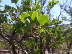Arctostaphylos pungens