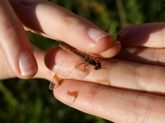Sympetrum pedemontanum