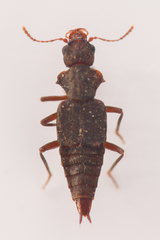 Zalobius spinicollis