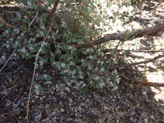 Euphorbia melanadenia
