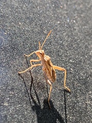 Coreoidea