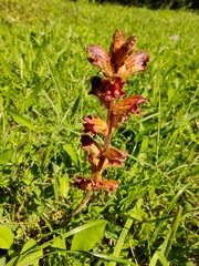 Orobanche