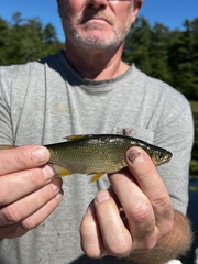 Notemigonus crysoleucas