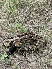 Crotalus horridus