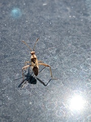 Coreoidea