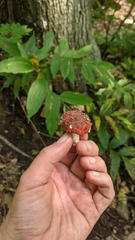 Amanita muscaria