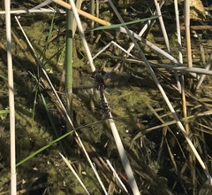 Leucorrhinia rubicunda