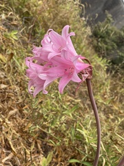 Amaryllis belladonna