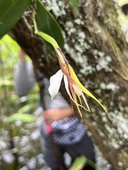 Epidendrum nocturnum