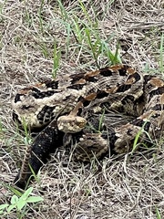 Crotalus horridus