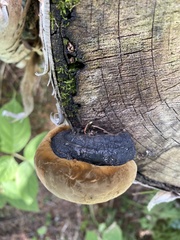 Phellinus