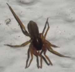Dysdera crocata
