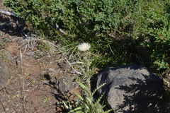 Cirsium hookerianum