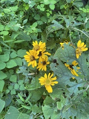 Rudbeckia fulgida