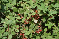 Rubus creticus