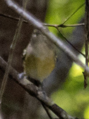 Vireo griseus