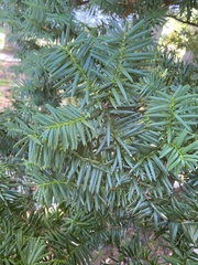 Taxus cuspidata