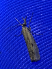 Agriphila inquinatella