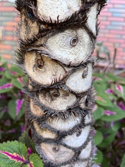 Thaumatophyllum xanadu