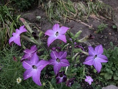 Angiospermae