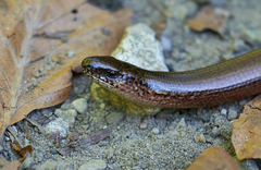 Anguis fragilis