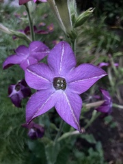 Angiospermae
