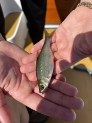 Notemigonus crysoleucas