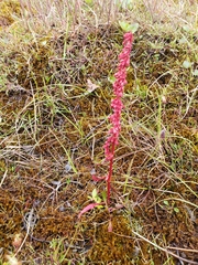 Rumex arcticus